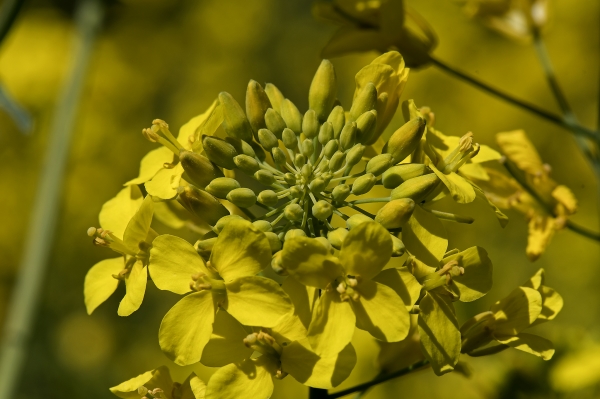 Photo of Brassica rapa by <a href="http://david.badke.ca">David Badke</a>