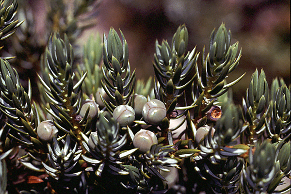 Photo of Juniperus communis by Jim Riley