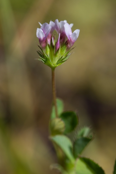 Photo of Trifolium variegatum by Daniel  Stewart