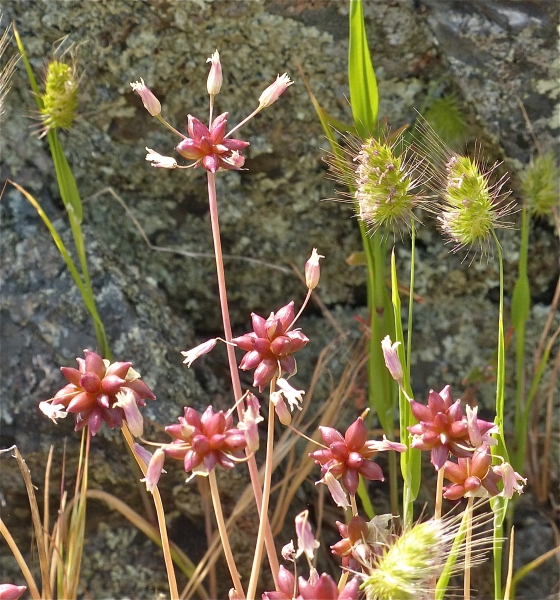 Photo of Allium geyeri by Rosemary Taylor