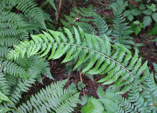 Photo of Polystichum andersonii by Steve Ansell