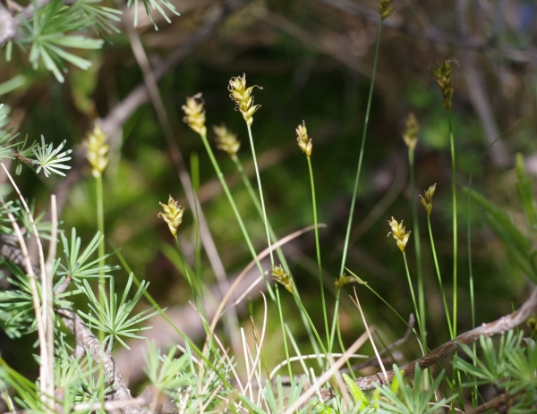 Photo of Carex gynocrates by <a href="http://www.poulinenvironmental.com">Vince Poulin</a>