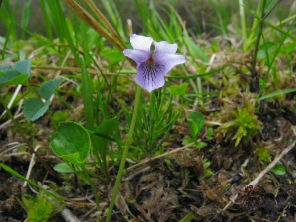 Photo of Viola palustris by Trevor  Blogg