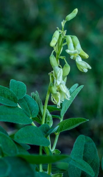 Photo of Astragalus americanus by Bryan Kelly-McArthur