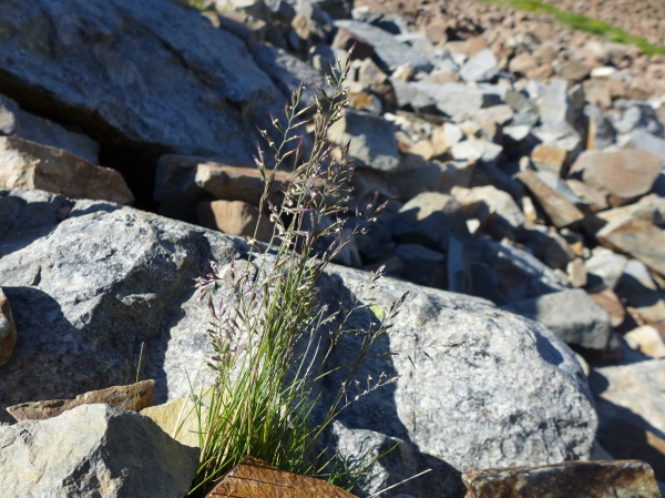 Photo of Festuca saximontana by Judith Holm