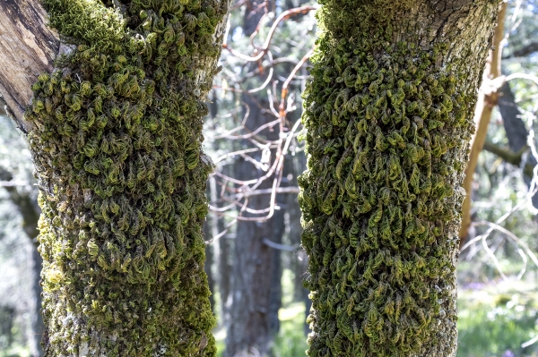 Photo of Dendroalsia abietina by <a href="http://david.badke.ca">David Badke</a>