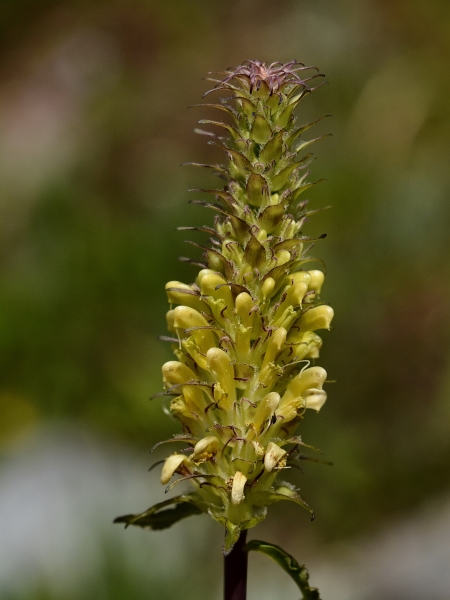 Photo of Pedicularis bracteosa var. bracteosa by Virginia Skilton