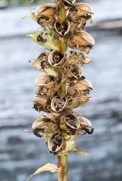 Photo of Pedicularis bracteosa by Bryan Kelly-McArthur