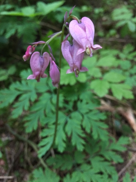 Photo of Dicentra formosa by Lydia Dani
