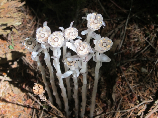 Photo of Monotropa uniflora by <a href="https://www.flickr.com/photos/billdagg/albums/72157622469698832">Bill Dagg</a>