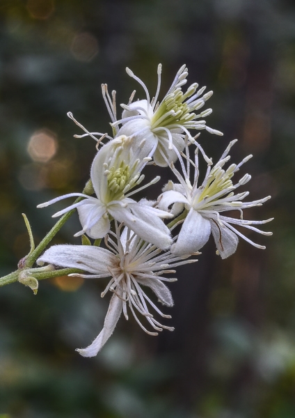 Photo of Clematis ligusticifolia by Bryan Kelly-McArthur