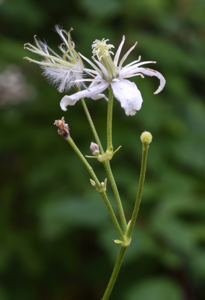 Photo of Clematis ligusticifolia by Bryan Kelly-McArthur