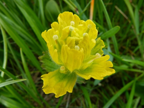 Photo of Castilleja levisecta by Pippi Lawn