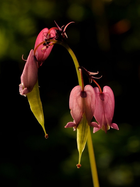 Photo of Dicentra formosa by Kevin Atkins