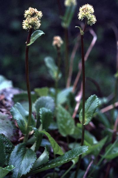 Photo of Leptarrhena pyrolifolia by Jim Riley