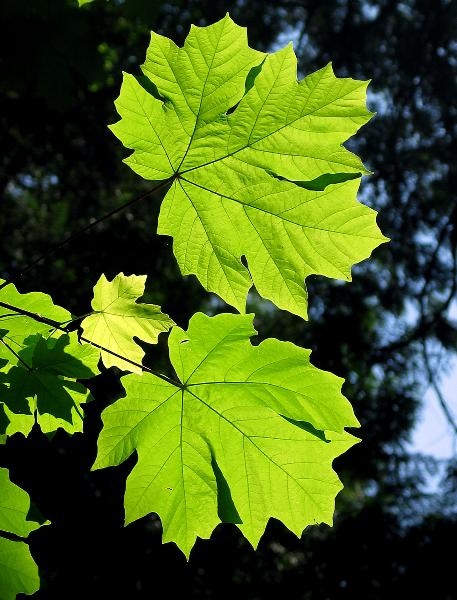 Photo of Acer macrophyllum by Tom Duralia