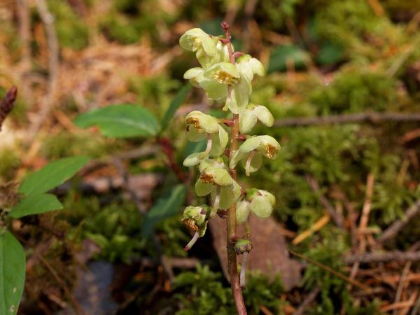 Photo of Pyrola picta by Rod Innes