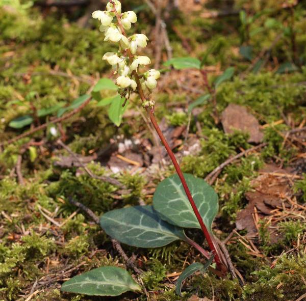 Photo of Pyrola picta by Rod Innes