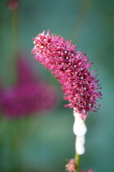 Photo of Sanguisorba menziesii by Donald L'Heureux
