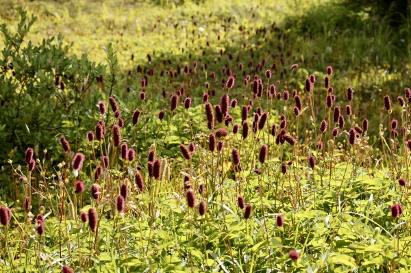 Photo of Sanguisorba menziesii by Donald L'Heureux