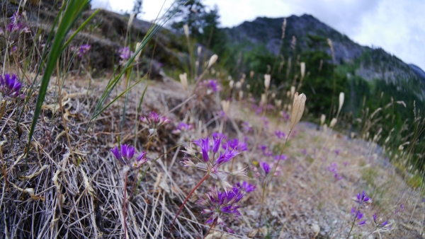Photo of Allium acuminatum by <a href="http://www.flickr.com/photos/thaynet/">Thayne Tuason</a>
