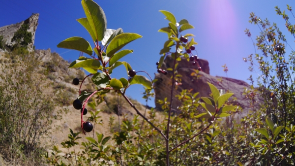 Photo of Prunus virginiana ssp. melanocarpa by <a href="http://www.flickr.com/photos/thaynet/">Thayne Tuason</a>