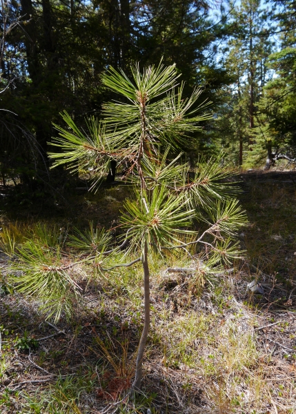 Photo of Pinus ponderosa by <a href="http://www.flickr.com/photos/thaynet/">Thayne Tuason</a>