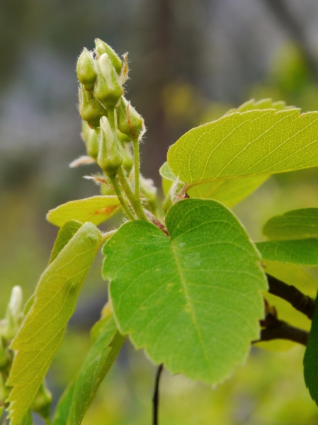 Photo of Amelanchier alnifolia by <a href="http://www.flickr.com/photos/thaynet/">Thayne Tuason</a>