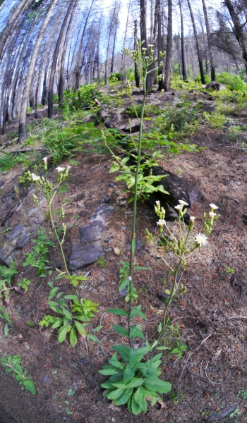 Photo of Hieracium albiflorum by <a href="http://www.flickr.com/photos/thaynet/">Thayne Tuason</a>
