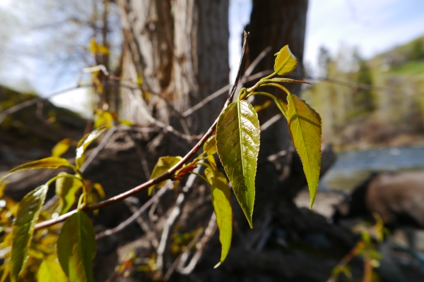 Photo of Populus trichocarpa by <a href="http://www.flickr.com/photos/thaynet/">Thayne Tuason</a>