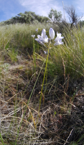 Photo of Triteleia grandiflora by <a href="http://www.flickr.com/photos/thaynet/">Thayne Tuason</a>