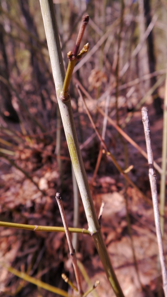 Photo of Acer macrophyllum by <a href="http://www.flickr.com/photos/thaynet/">Thayne Tuason</a>