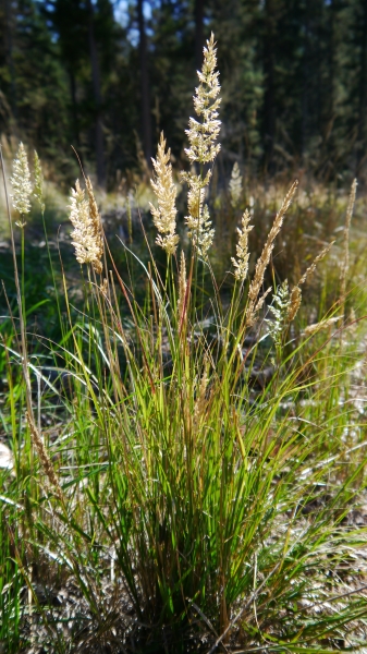 Photo of Calamagrostis rubescens by <a href="http://www.flickr.com/photos/thaynet/">Thayne Tuason</a>