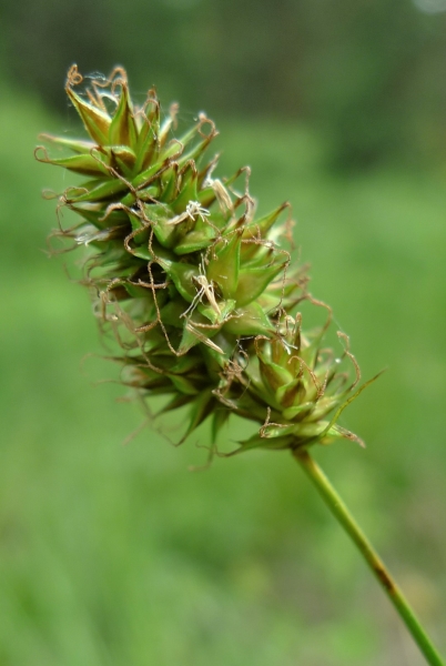 Photo of Carex hoodii by <a href="http://www.flickr.com/photos/thaynet/">Thayne Tuason</a>