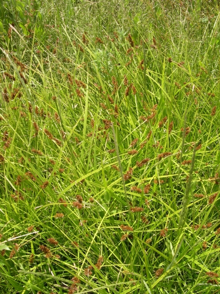 Photo of Carex stipata by <a href="http://www.flickr.com/photos/thaynet/">Thayne Tuason</a>
