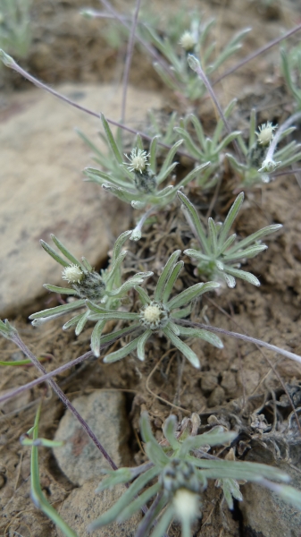 Photo of Antennaria flagellaris by <a href="http://www.flickr.com/photos/thaynet/">Thayne Tuason</a>