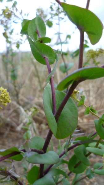 Photo of Lepidium perfoliatum by <a href="http://www.flickr.com/photos/thaynet/">Thayne Tuason</a>