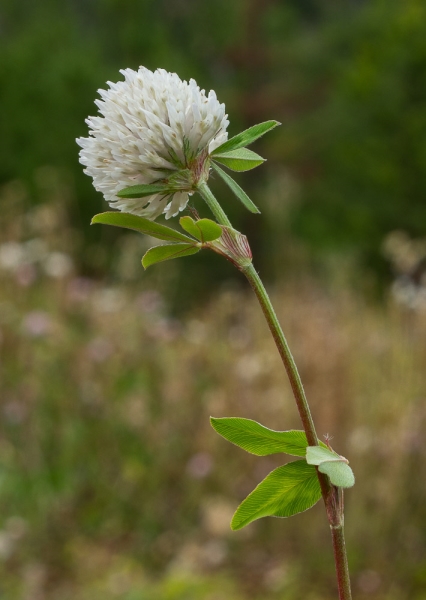 Photo of Trifolium pratense by Bryan Kelly-McArthur