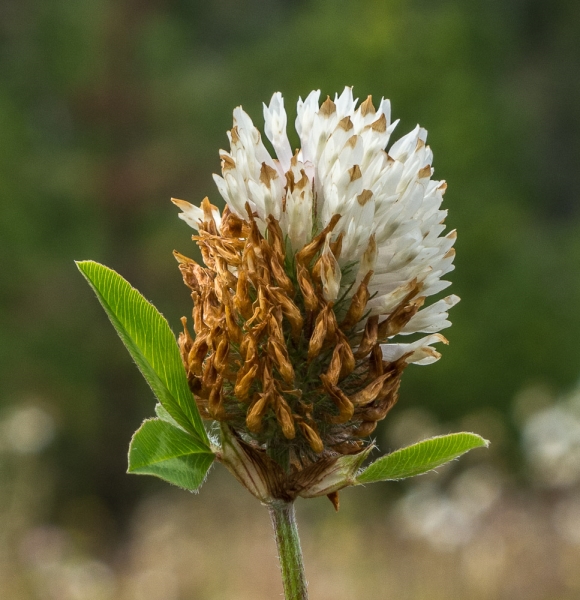 Photo of Trifolium pratense by Bryan Kelly-McArthur