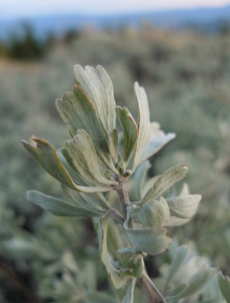 Photo of Artemisia tridentata ssp. vaseyana by <a href="http://www.flickr.com/photos/thaynet/">Thayne Tuason</a>