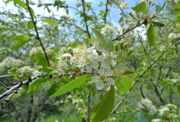 Photo of Prunus emarginata by <a href="http://www.flickr.com/photos/thaynet/">Thayne Tuason</a>