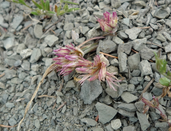 Photo of Allium crenulatum by <a href="http://www.flickr.com/photos/thaynet/">Thayne Tuason</a>
