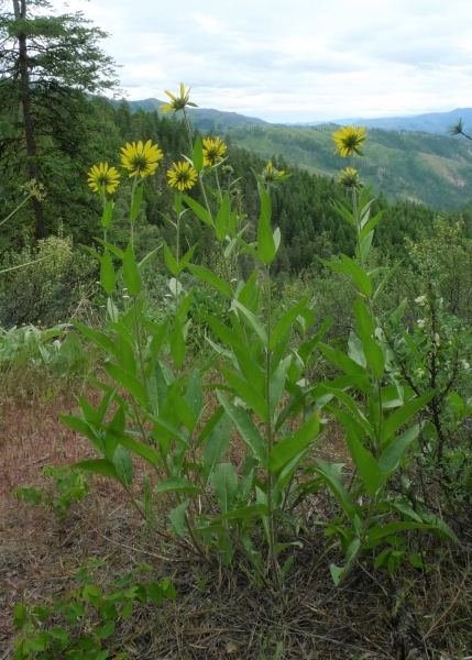 Photo of Helianthella uniflora by <a href="http://www.flickr.com/photos/thaynet/">Thayne Tuason</a>