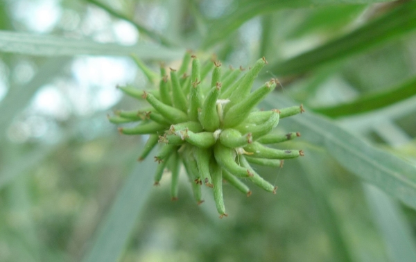 Photo of Salix exigua var. exigua by <a href="http://www.flickr.com/photos/thaynet/">Thayne Tuason</a>