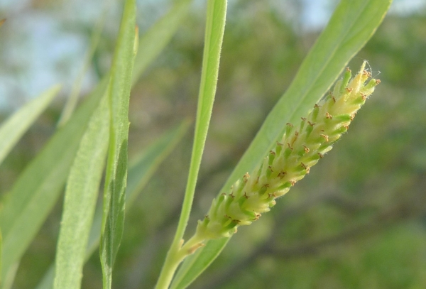 Photo of Salix exigua var. exigua by <a href="http://www.flickr.com/photos/thaynet/">Thayne Tuason</a>