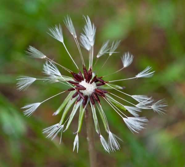 Photo of Taraxacum erythrospermum by Bryan Kelly-McArthur