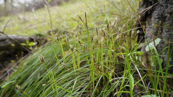 Photo of Carex geyeri by <a href="http://www.flickr.com/photos/thaynet/">Thayne Tuason</a>