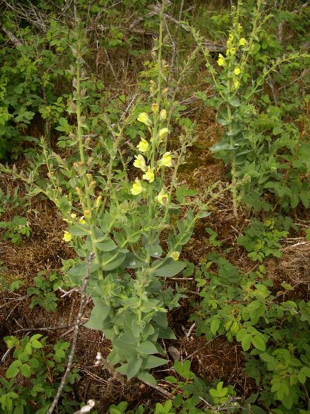 Photo of Linaria genistifolia ssp. dalmatica by Amelie Rousseau