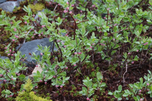 Photo of Vaccinium deliciosum by Steve Ansell
