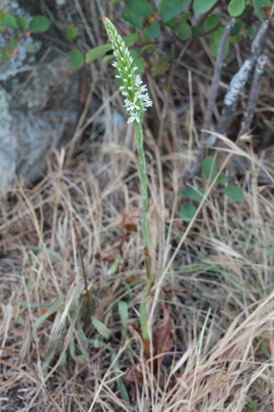 Photo of Piperia elegans by Steve Ansell